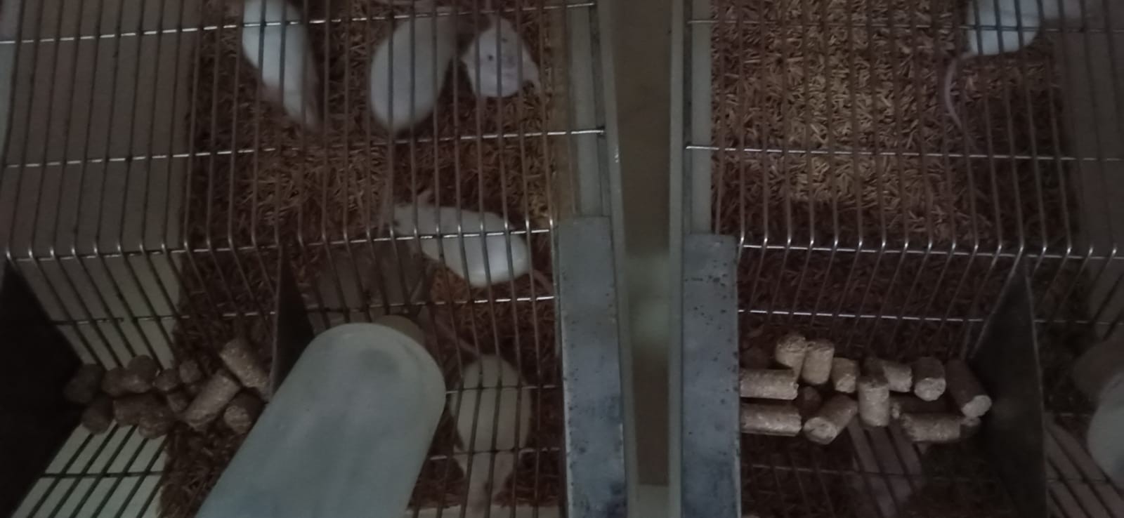 Animal House